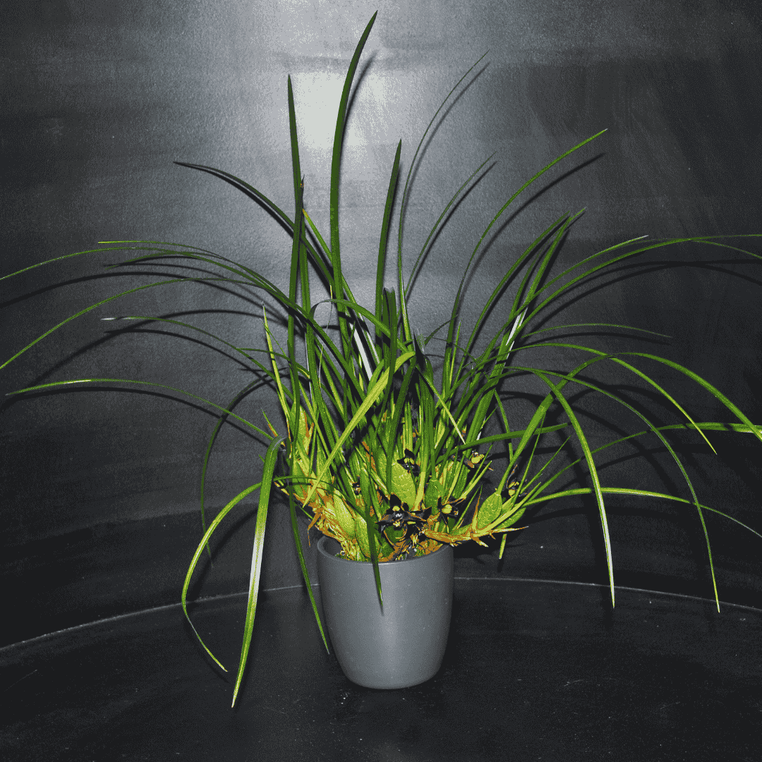 Maxillaria Houtteana