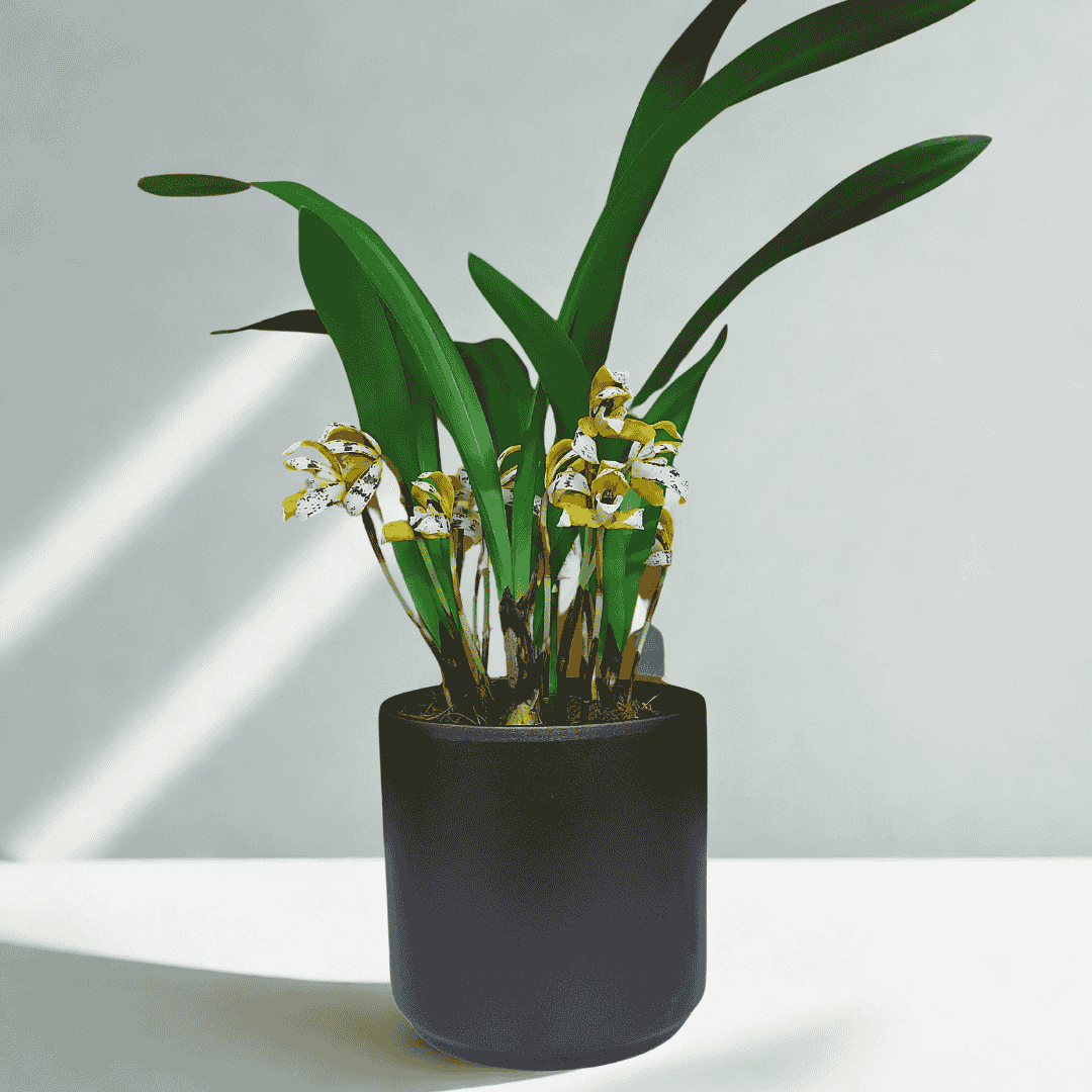 Maxillaria Picta