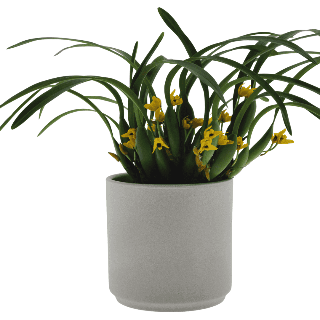 Maxillaria Variabilis
