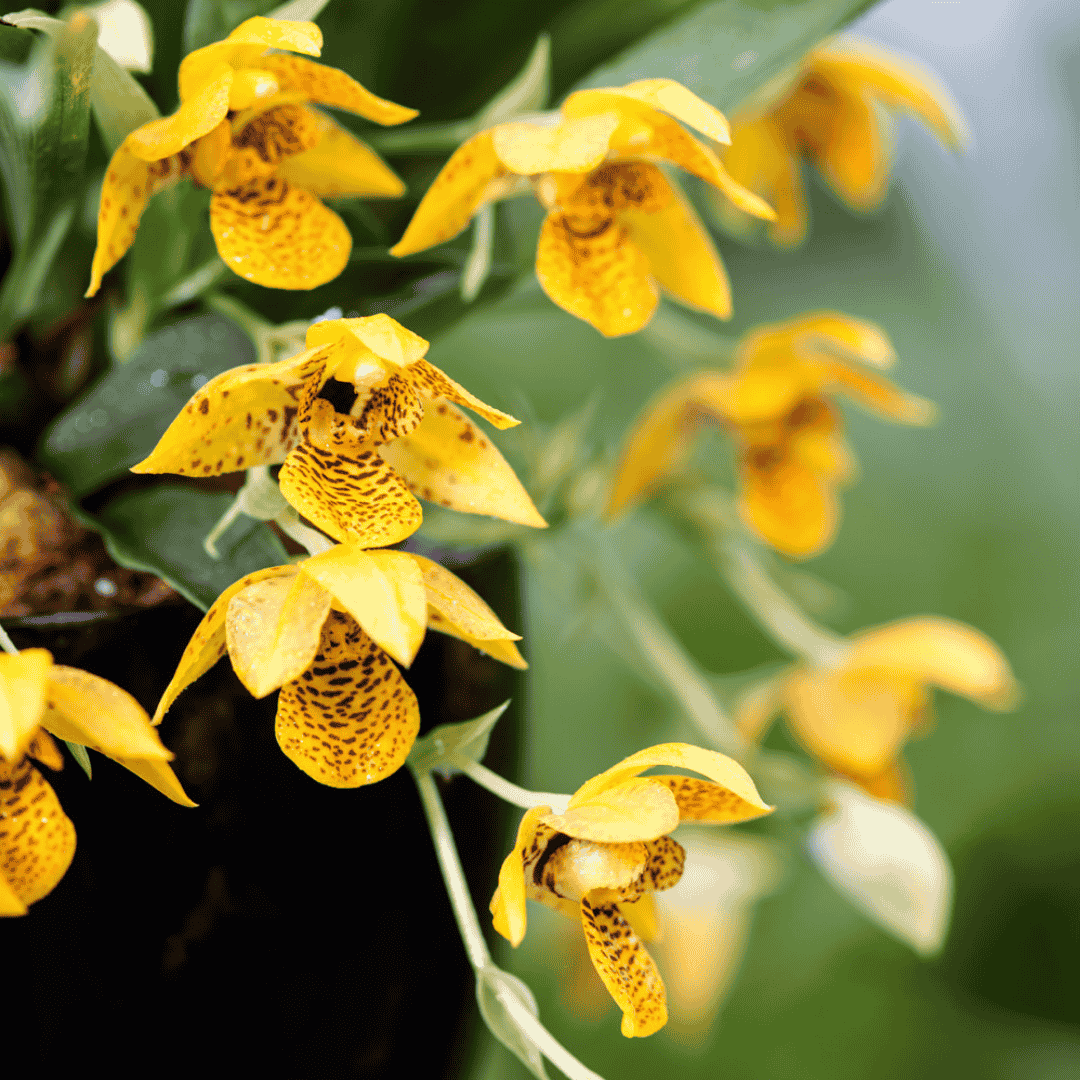 Maxillaria Variabilis