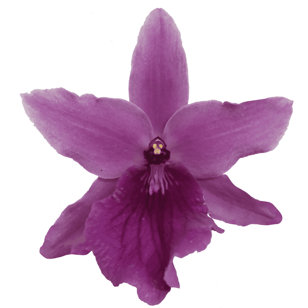 Miltonia Madleine