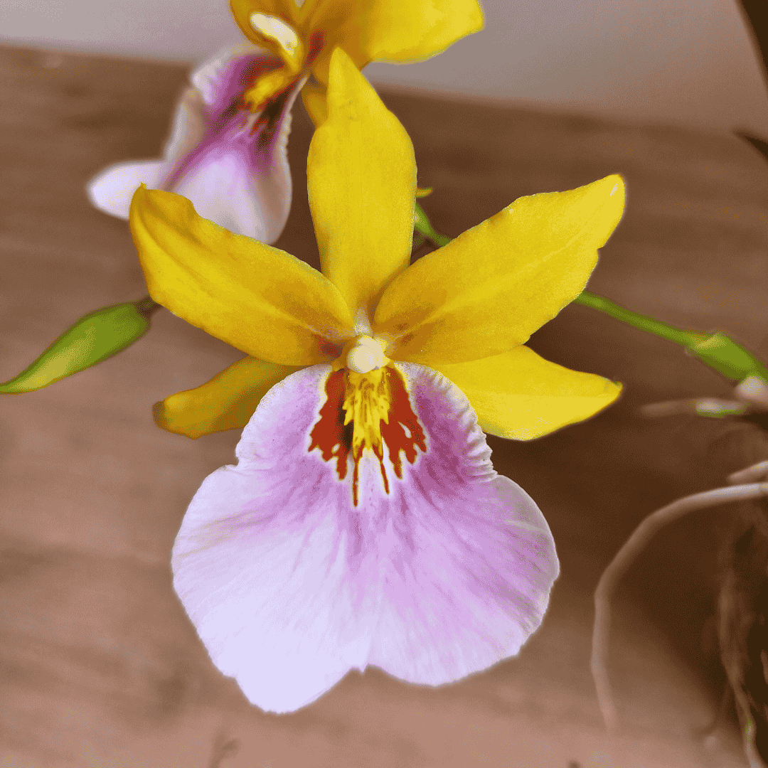 Miltonia Sunset