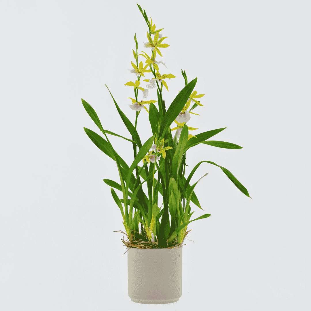 Miltonia Sunset