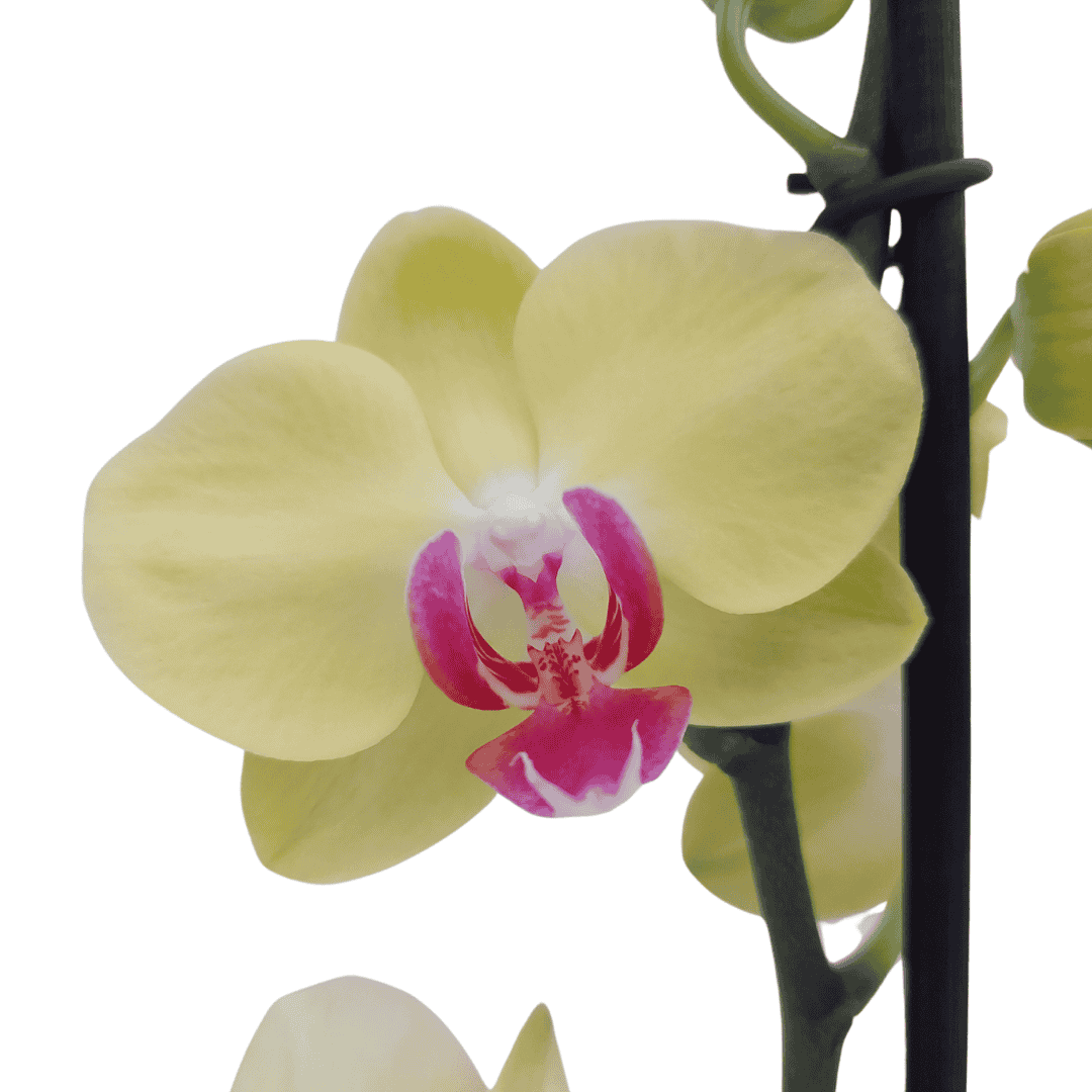 Phalaenopsis Gaia Ø12