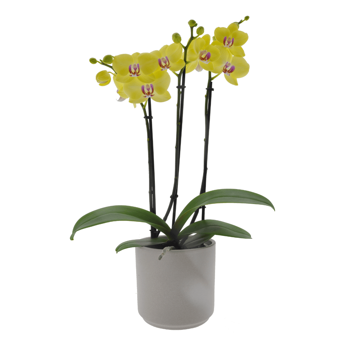Phalaenopsis Gaia Ø12