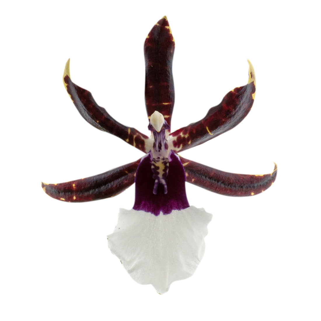 Odontonia Samurai