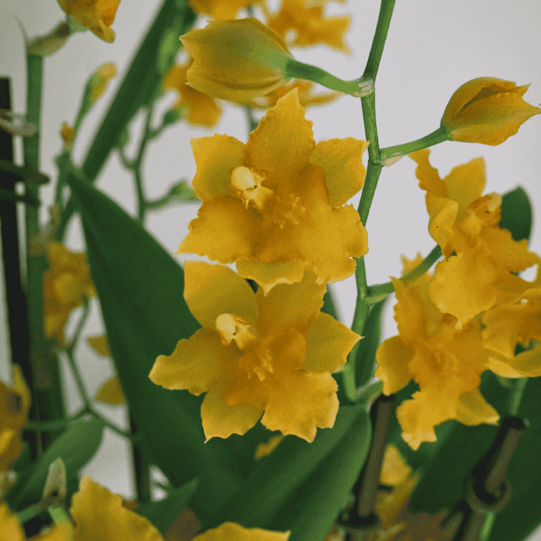 Odontocidium Birgit