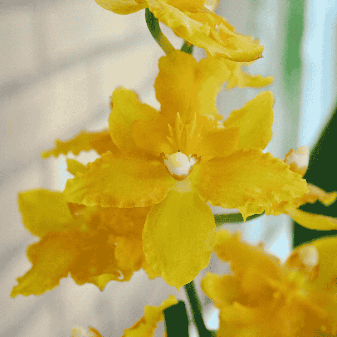 Odontocidium Birgit
