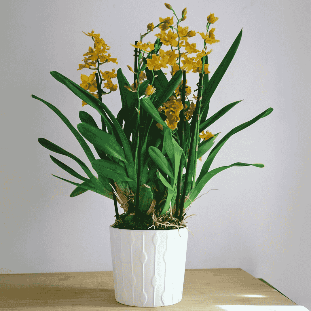 Odontocidium Birgit