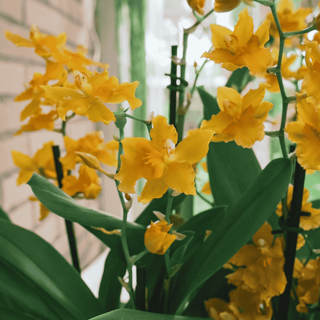 Odontocidium Birgit