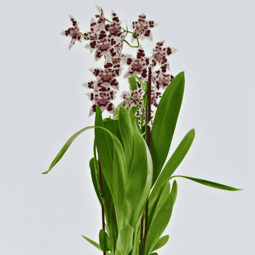 Odontonia Carla