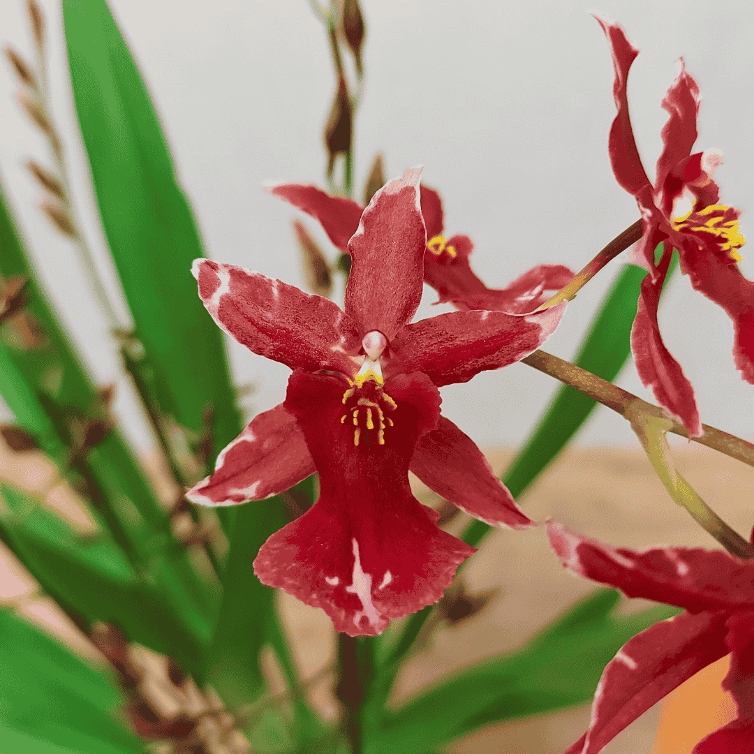 Oncidium Ma(l)riechen