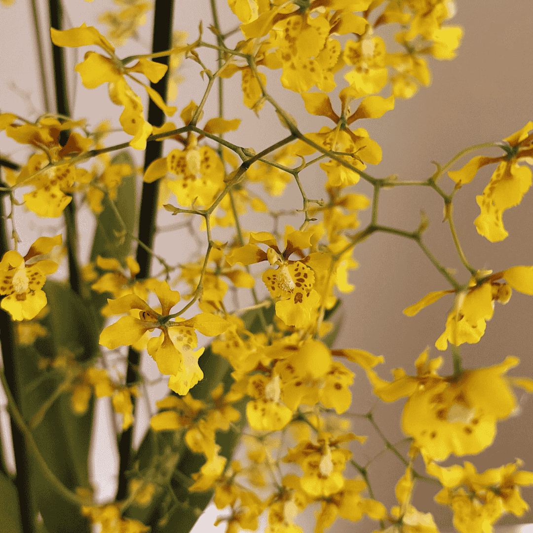 Oncidium Robustissimum