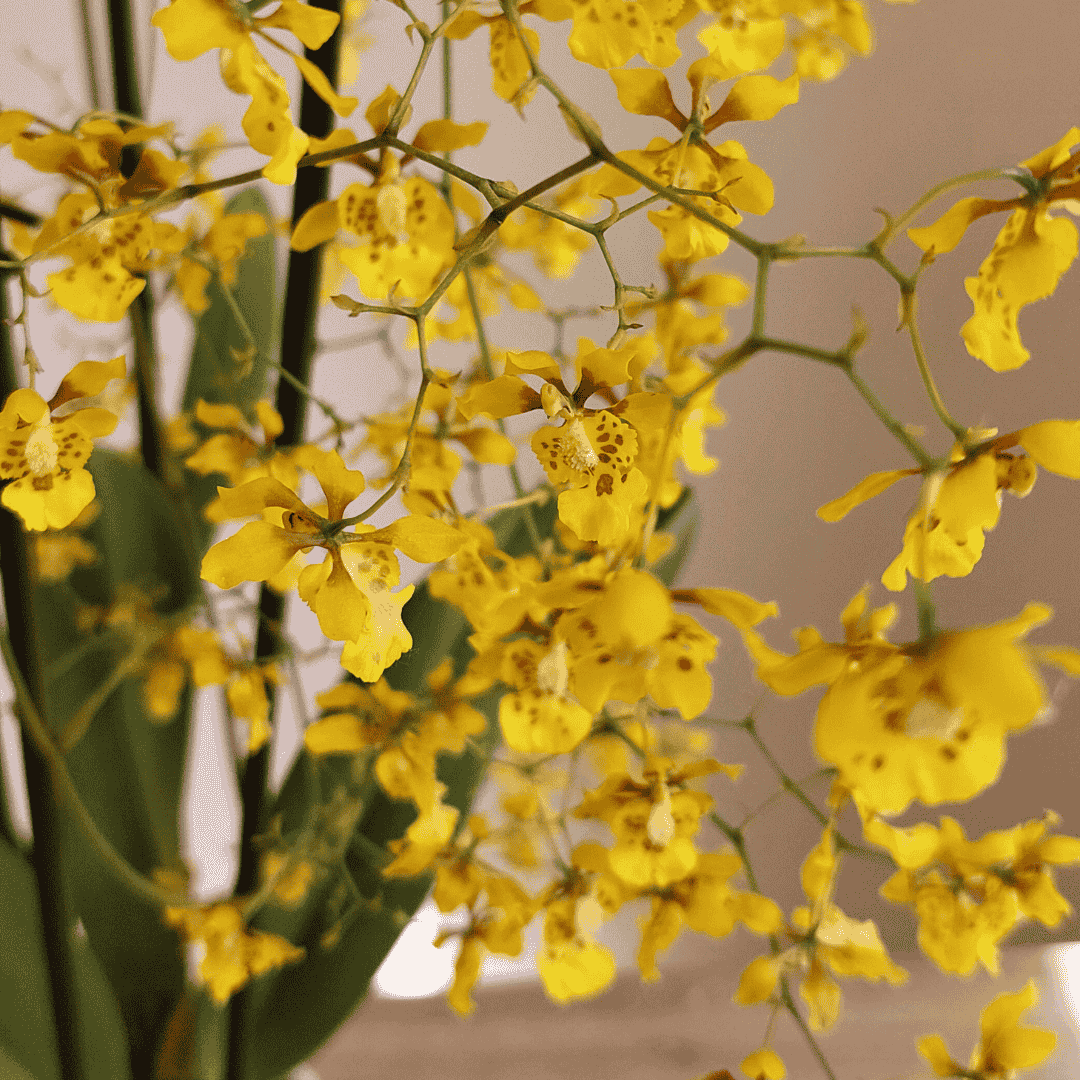 Oncidium Robustissimum