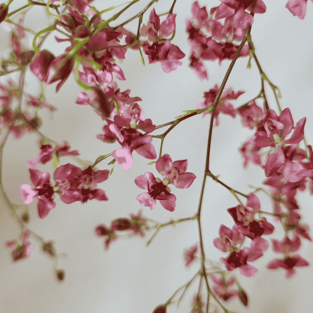 Oncidium Twinkle Bicolor