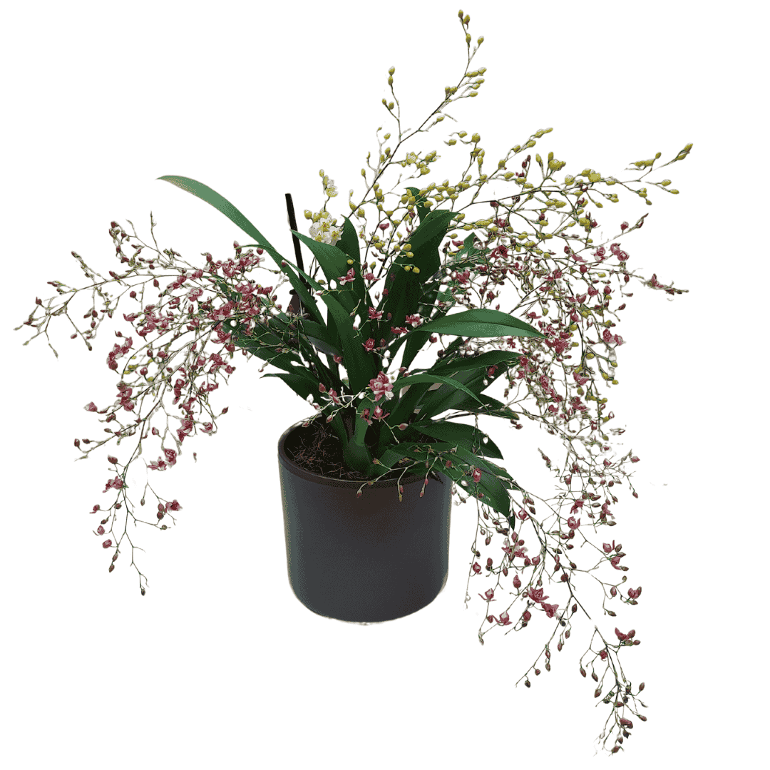 Oncidium Twinkle Bicolor
