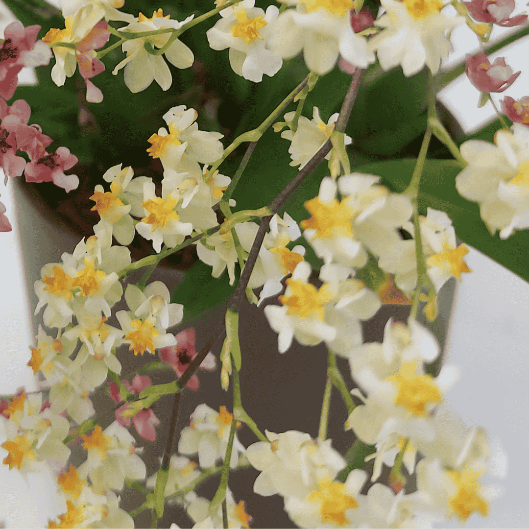 Oncidium Twinkle Bicolor