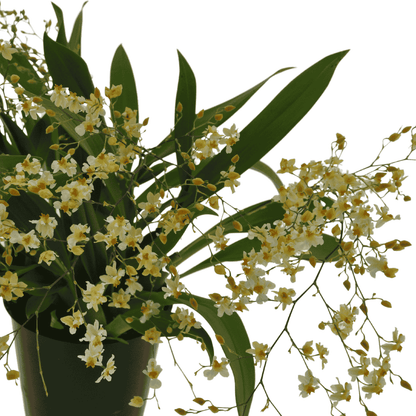 Oncidium Twinkle Jasmin