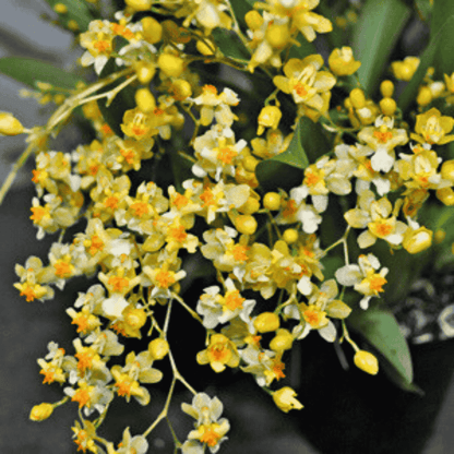 Oncidium Twinkle Jasmin