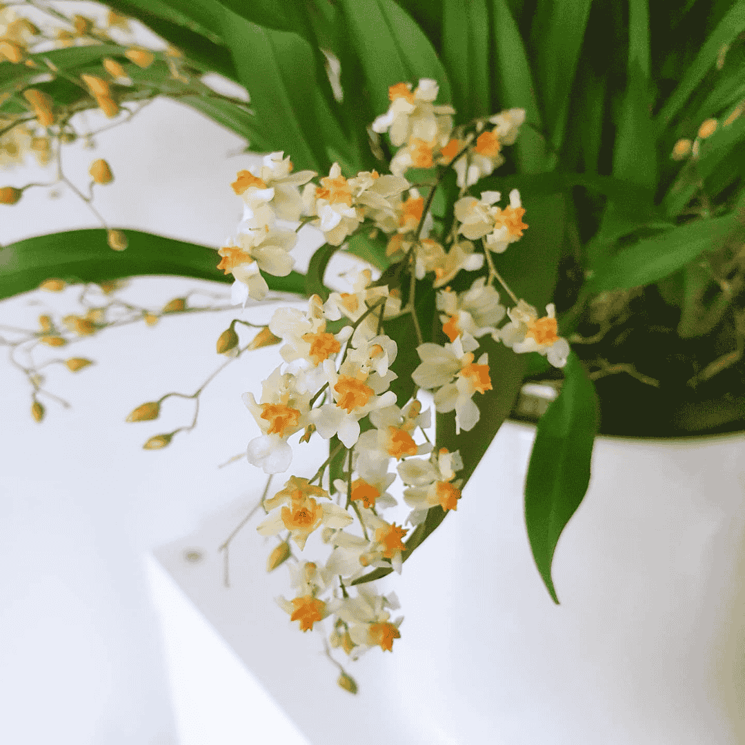 Oncidium Twinkle Jasmin
