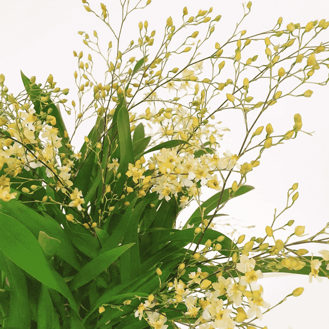 Oncidium Twinkle Jasmin