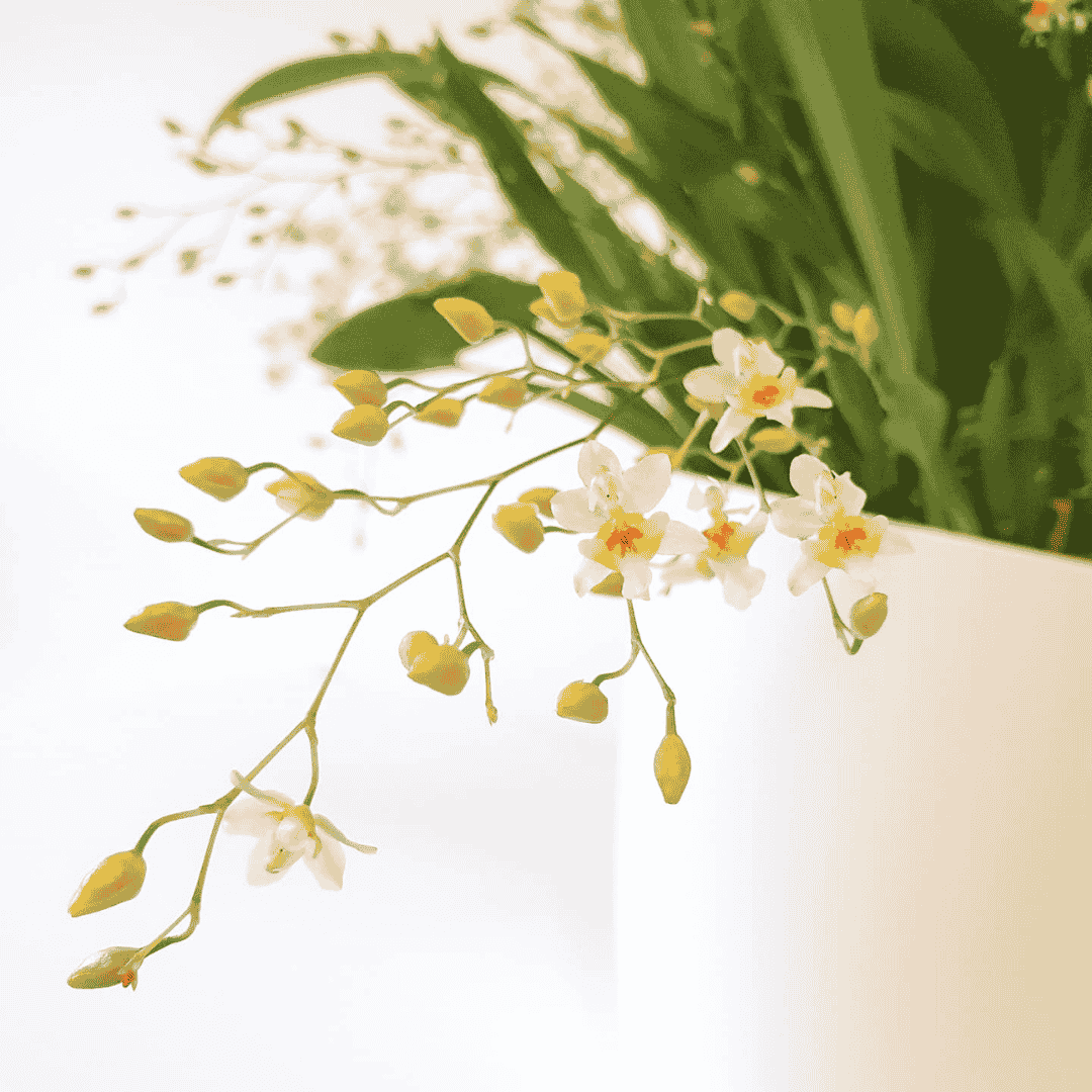 Oncidium Twinkle Jasmin