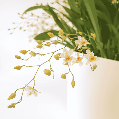 Oncidium Twinkle Jasmin