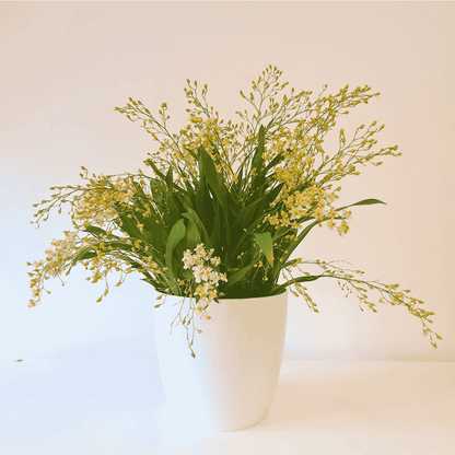 Oncidium Twinkle Jasmin