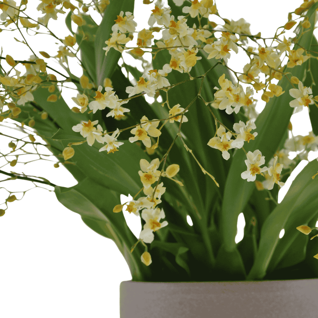 Oncidium Twinkle Jasmin