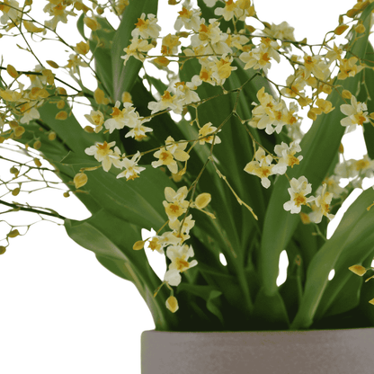 Oncidium Twinkle Jasmin