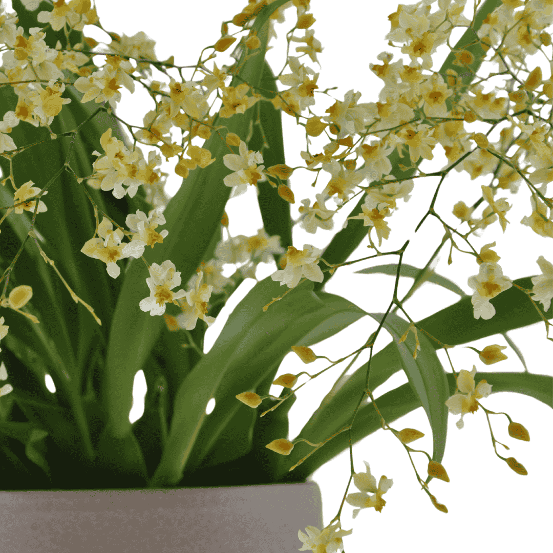 Oncidium Twinkle Jasmin