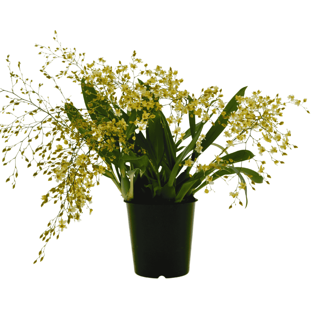 Oncidium Twinkle Jasmin