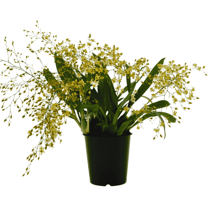 Oncidium Twinkle Jasmin
