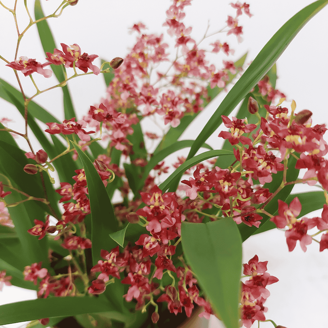 Oncidium Twinkle Rosso