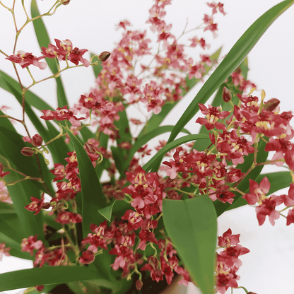 Oncidium Twinkle Rosso