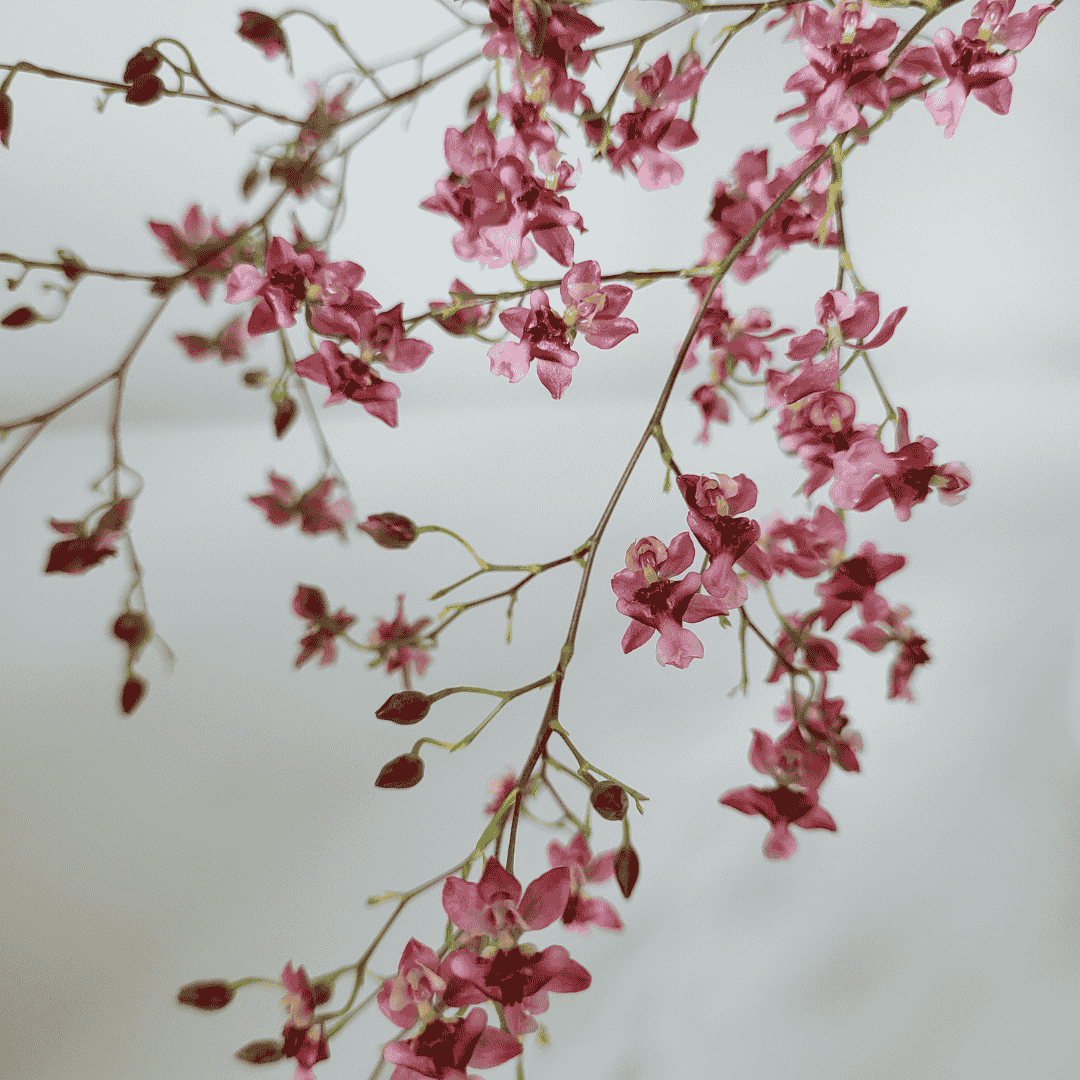 Oncidium Twinkle Rosso