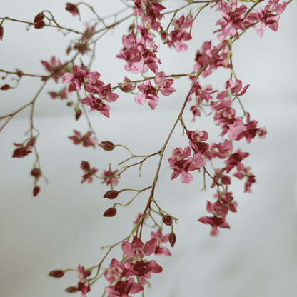 Oncidium Twinkle Rosso