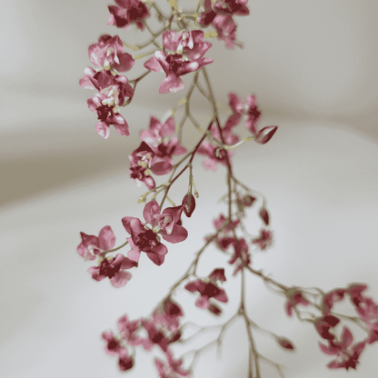 Oncidium Twinkle Rosso