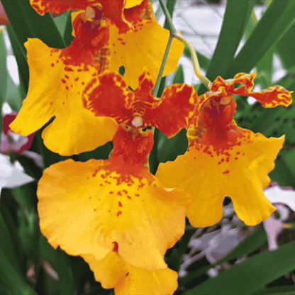 Oncidium Zappii