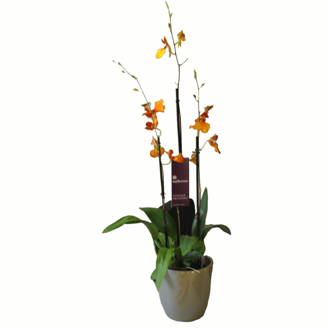 Oncidium Zappii