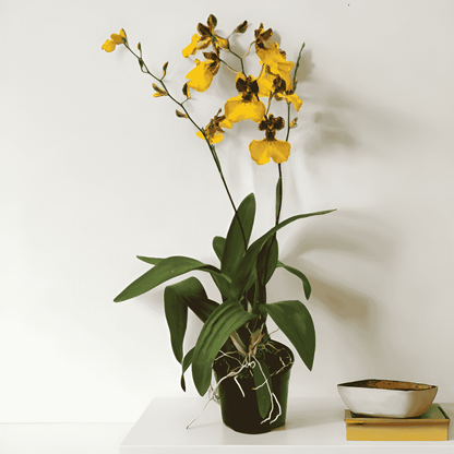 Oncidium Zappii