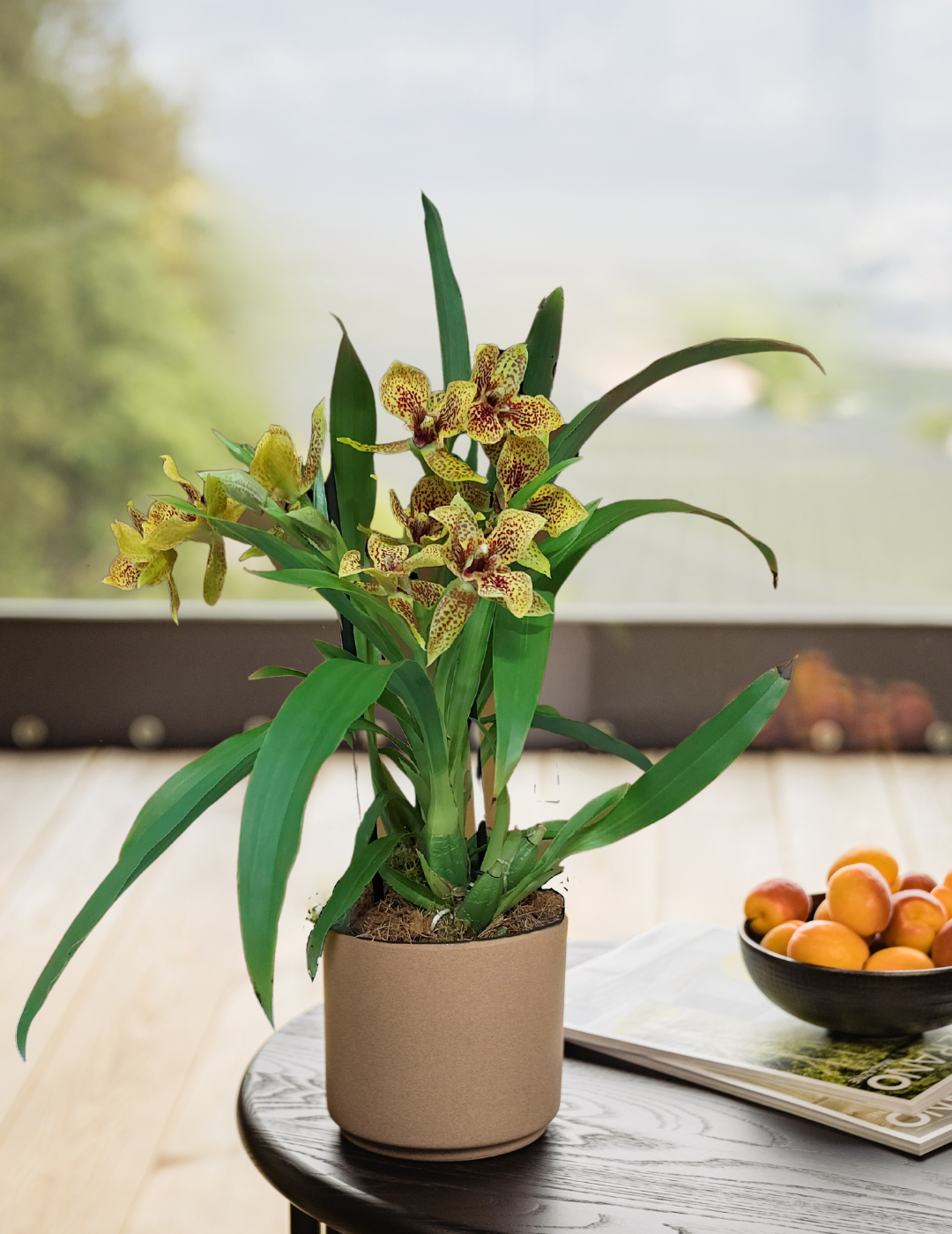 Propetalum