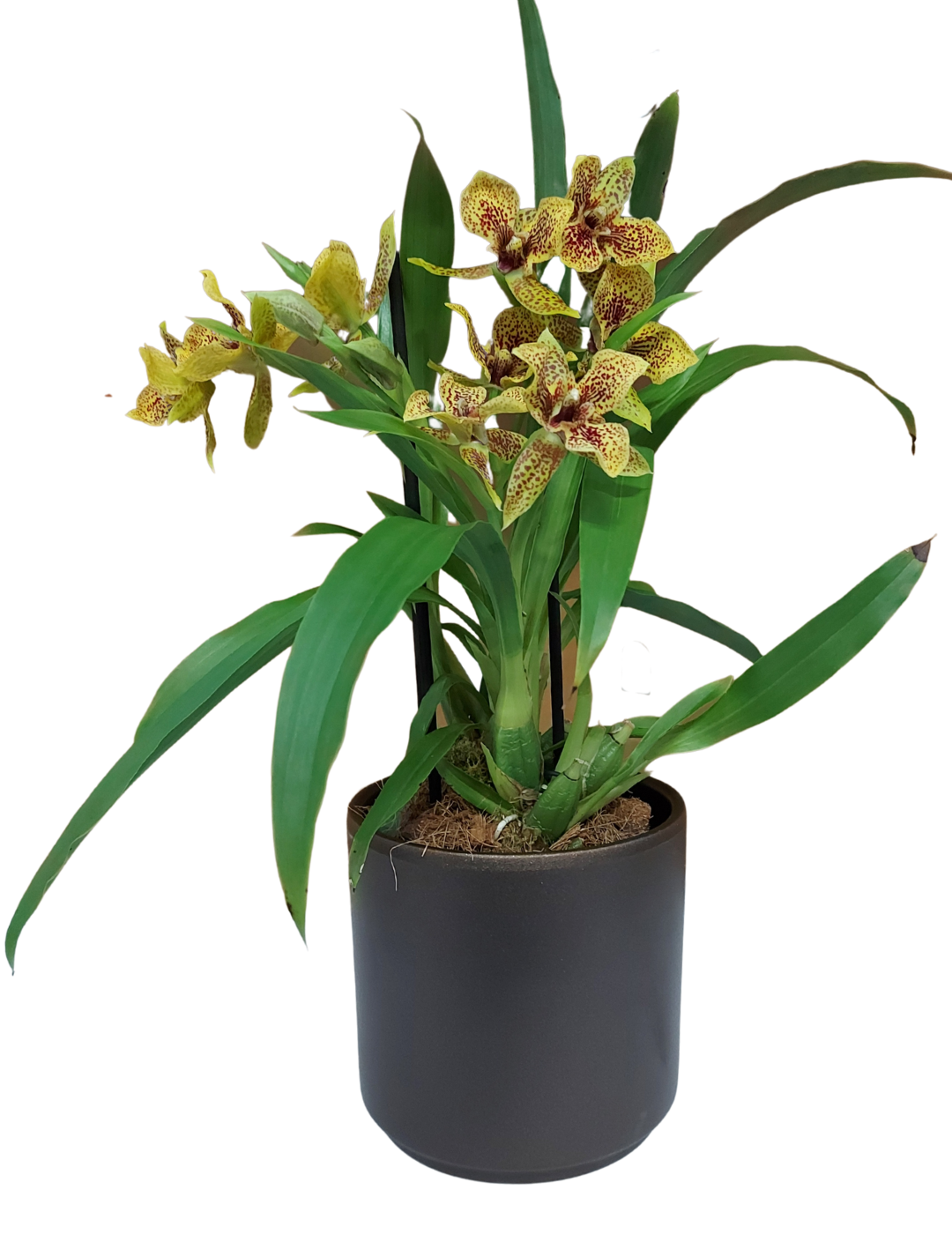 Propetalum