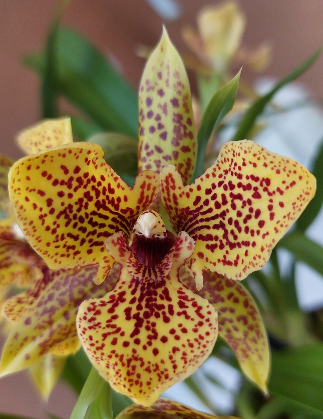 Propetalum