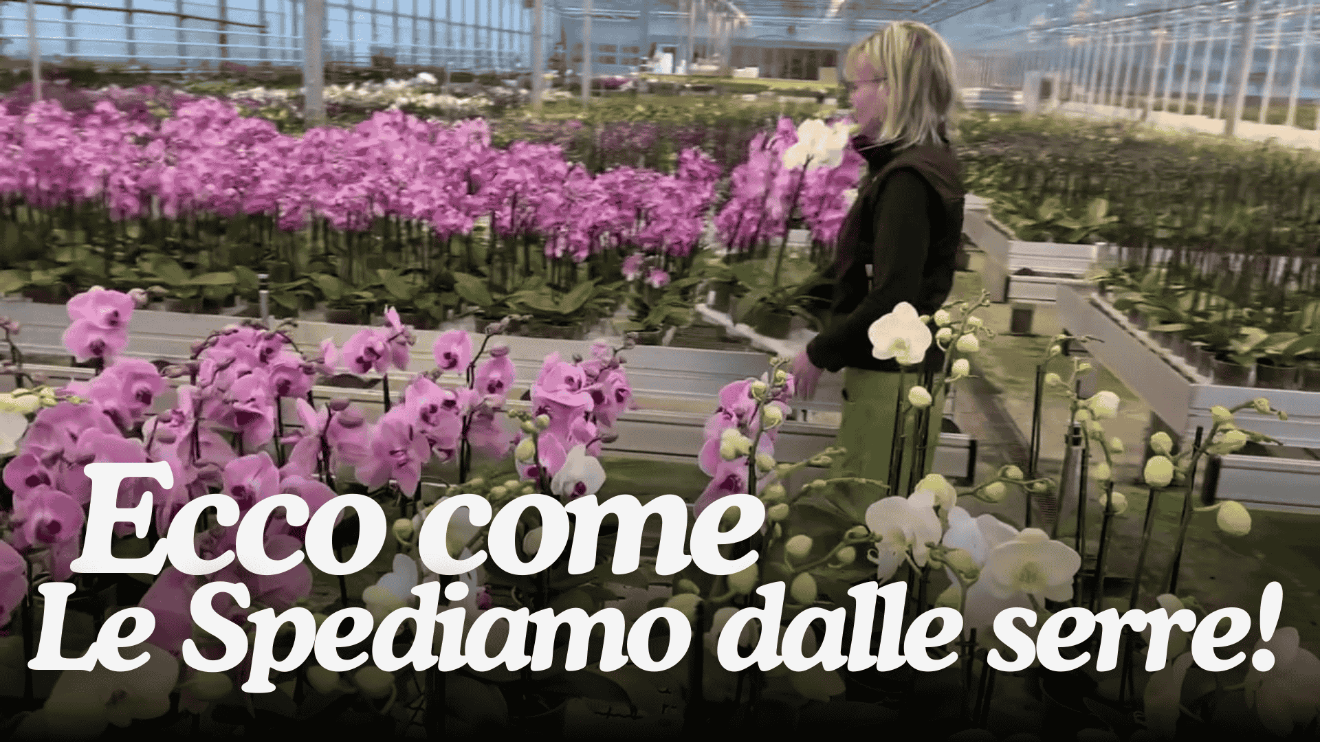 Ladda video: 