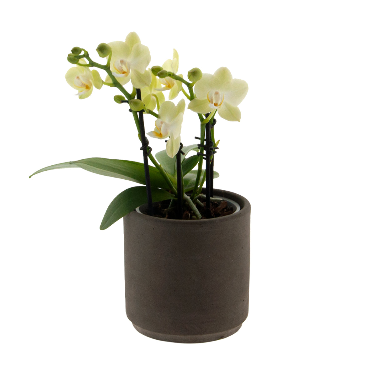 Phalaenopsis Golden Story Ø9