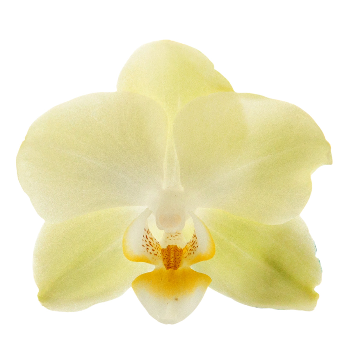 Phalaenopsis Golden Story Ø9