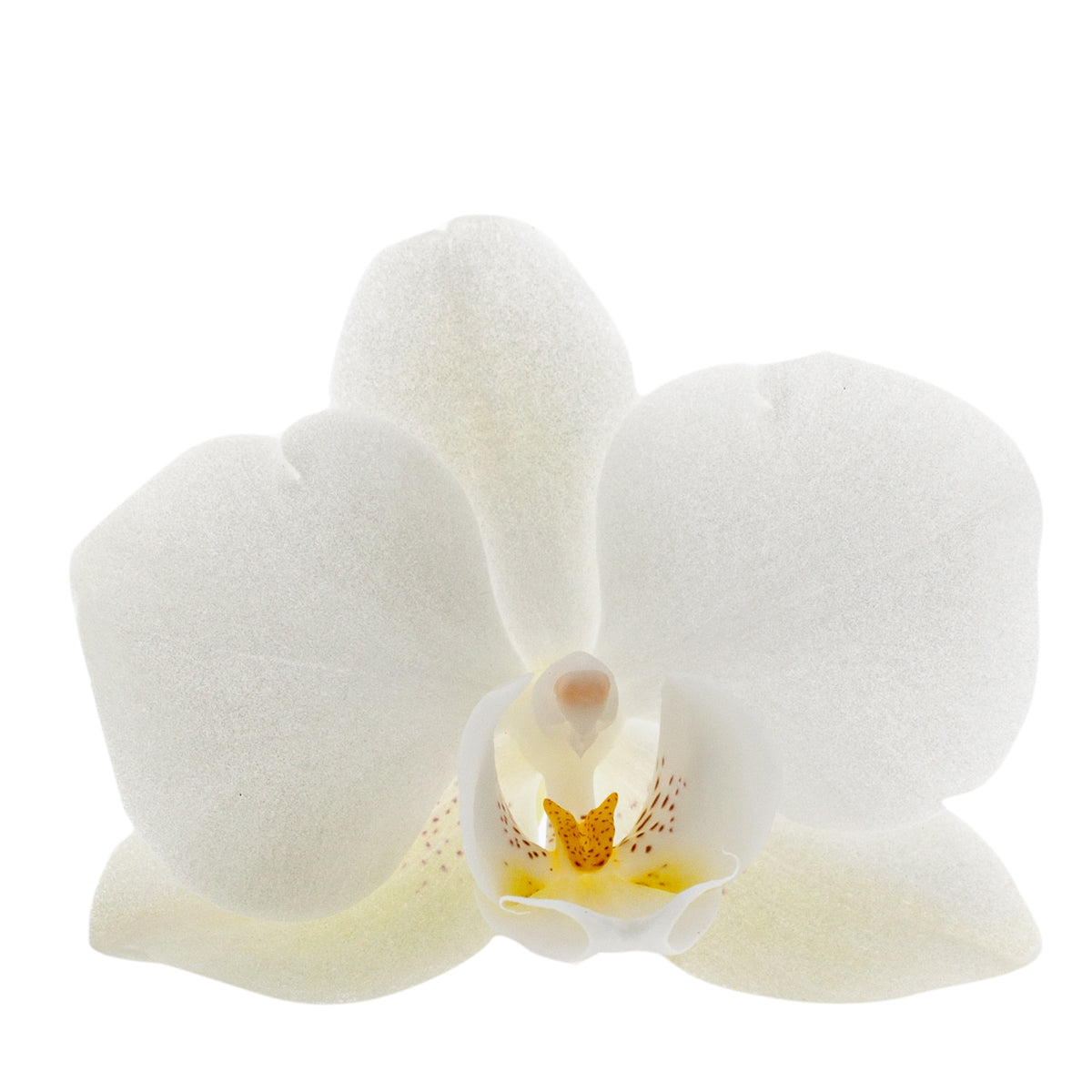 Phalaenopsis Clarissa Ø9