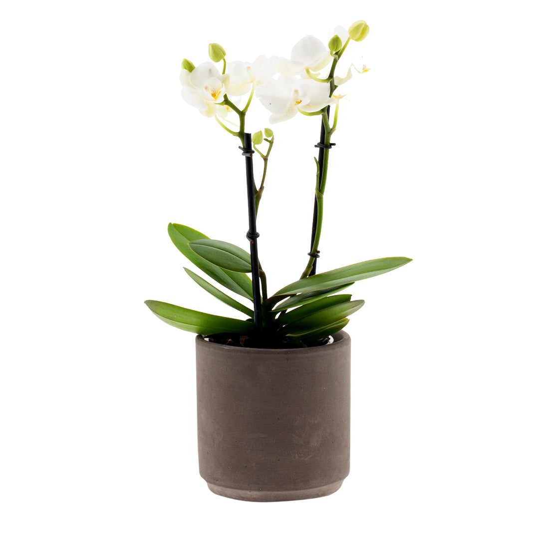 Phalaenopsis Clarissa Ø9