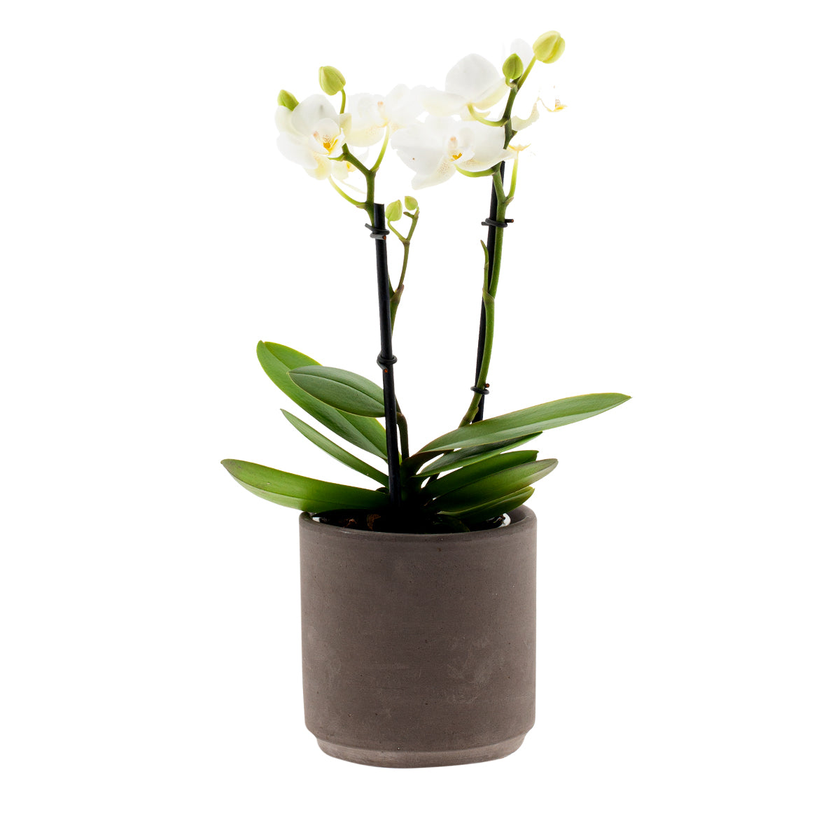 Phalaenopsis Clarissa Ø9